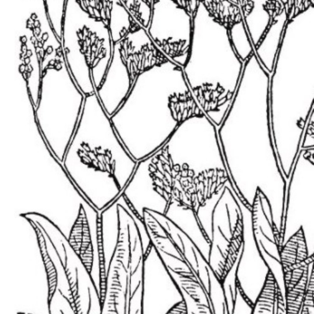 Meet your Posher, Elise